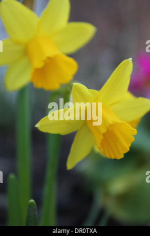 La floraison des jonquilles au printemps. La fleur est utilisée pour célébrer de St David's Day au Pays de Galles (Cymru), Royaume-Uni. Banque D'Images