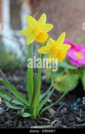 La floraison des jonquilles au printemps. La fleur est utilisée pour célébrer de St David's Day au Pays de Galles (Cymru), Royaume-Uni. Banque D'Images