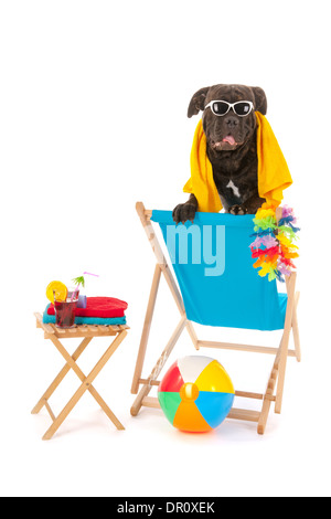 Chien avec des lunettes sur chaise à la plage isolée sur fond blanc Banque D'Images