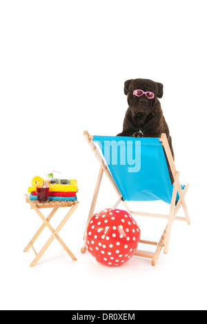 Chien avec des lunettes sur chaise à la plage isolée sur fond blanc Banque D'Images