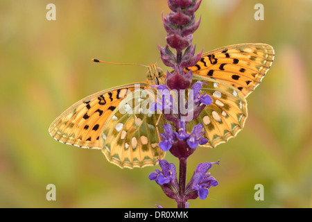 Dark Green fritillary (Argynnis aglaja papillon) des profils avec ailes déployées, vue du dessous, Oxfordshire, Angleterre, juillet Banque D'Images