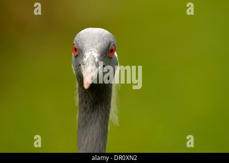 Grue demoiselle (Anthropoides virgo) portrait, Slimbridge, Angleterre, Août, captive Banque D'Images