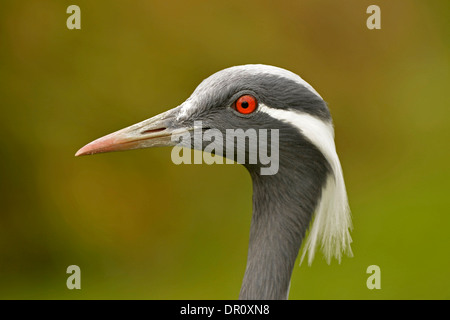 Grue demoiselle (Anthropoides virgo) portrait, Slimbridge, Angleterre, Août, captive Banque D'Images