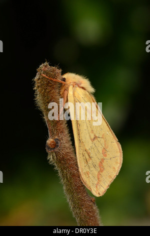 Ghost (Hepialus humuli Swift) femmes au repos sur des rameaux, Oxfordshire, Juillet Banque D'Images