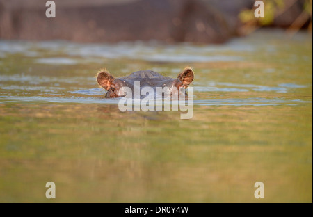 Hippopotame (Hippopotamus amphibius) submergé avec les yeux et les oreilles juste au-dessus de la surface, Kafue National Park, Zambie, septembre Banque D'Images