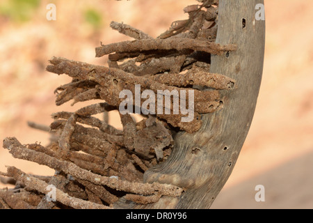 Ceratophaga vastella (Corne) tours fécale larvaire éclater hors de horn, l'un des rares animaux qui se nourrissent de la kératine, la Kafue Banque D'Images
