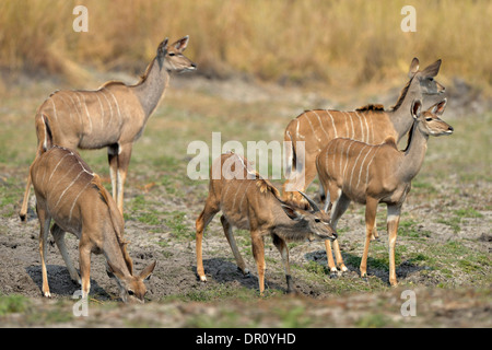 Grand Koudou Antilope Saïga (Tragelaphus strepsiceros) petit groupe de jeunes animaux à trou potable, Kafue National Park, Zambie, Sep Banque D'Images