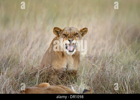 L'African Lion (Panthera leo) femmes lionne snarling, Kafue National Park, Zambie, septembre Banque D'Images