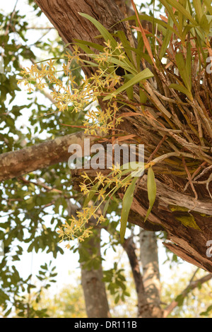 Ansellia africains ou Leopard Orchid (Ansellia africana) croissant dans un arbre, Kafue National Park, Zambie Banque D'Images