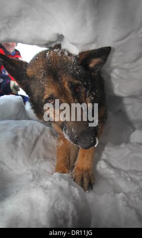 Garmisch-Partenkirchen, Allemagne. 17 Jan, 2014. Avalanch entraîneur de chien Franz Schreiber s'agenouille à côté de rescue dog Aico comme il creuse des survivants lors d'un exercice d'entraînement dans les Alpes, près de Garmisch-Partenkirchen, Allemagne, 17 janvier 2014. Dresseurs de chiens de sauvetage en montagne sont la formation de leurs chiens de recherche de victimes d'avalanche pour une semaine. Photo : Karl Josef OPIM/dpa/Alamy Live News Banque D'Images