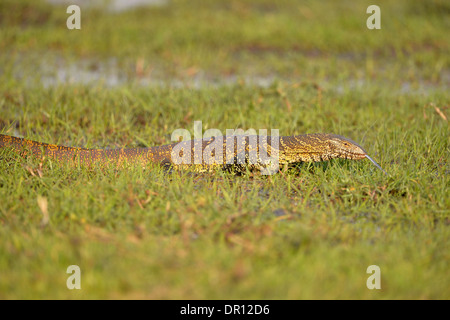 Varan du Nil (Varanus niloticus) marcher dans l'herbe, gorgés d'witrh langue étendu, Kafue National Park, Zambie, S Banque D'Images