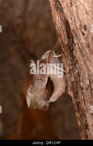 Sphynx du peuplier (Laothoe populi) adultes de couleur rose sur arbre en position de repos typique, Oxfordshire, Angleterre, juillet Banque D'Images