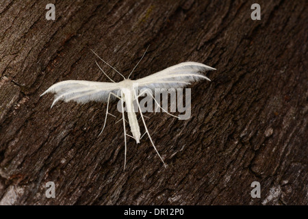 Plumet blanc Pterophorus pentadactyla (papillon) à l'arrêt sur l'écorce, Oxfordshire, Angleterre, juillet Banque D'Images