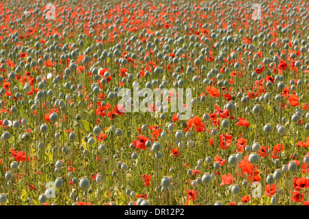 Domaine de fleurs coquelicot rouge (Papaver rhoeas) Oxfordshire en Angleterre, juillet Banque D'Images