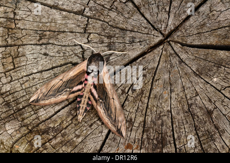 Sphynx (Sphinx ligustri troène) adulte au repos sur souche d'arbre, Oxfordshire, Angleterre, juillet Banque D'Images