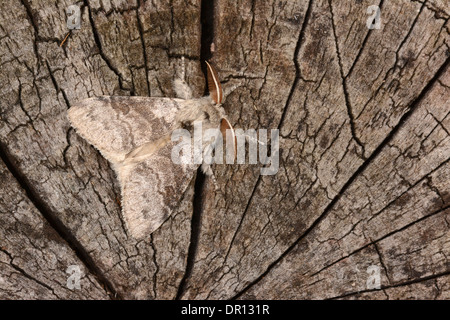 Houppes pâle (Calliteara pudibunda) mâle adulte au repos sur souche d'arbre, en Angleterre, juin Banque D'Images
