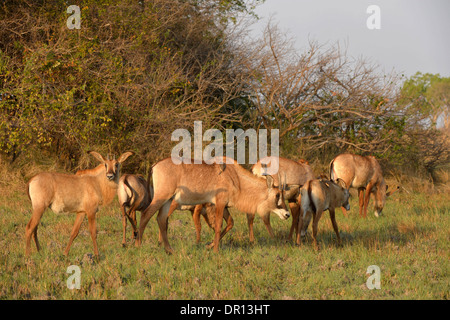 L'antilope rouanne (Hippotragus equinus) alimentation du troupeau sur plaine de herbe, Kafue National Park, Zambie, septembre Banque D'Images