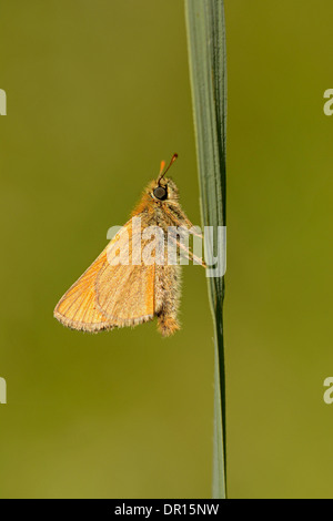 Petit papillon hespérie (Thymelicus sylvestris) adulte au repos sur brin d'herbe, Oxfordshire, Angleterre, juillet Banque D'Images