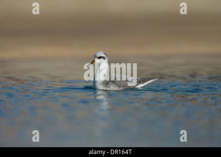 Gray (rouge) (phalarope Phalaropus fulicarius). En plumage d'hiver adultes. Banque D'Images