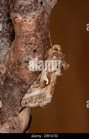 L'argent y pêcher (Autographa gamma) adulte au repos sur des rameaux, Oxfordshire, Angleterre, Août Banque D'Images