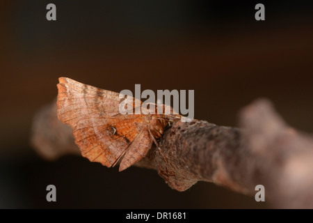 Début de Thorn (Selenia dentaria) adultes accrochés à des rameaux, Oxfordshire, Angleterre, Août Banque D'Images