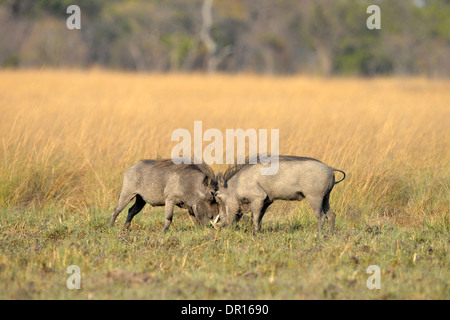 Phacochère commun (Phacochoerus africanus) Deux hommes se battre, Kafue National Park, Zambie, septembre Banque D'Images