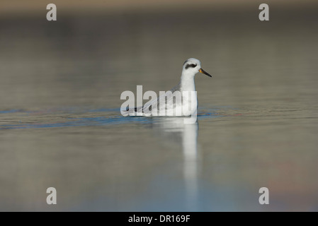 Gray (rouge) (phalarope Phalaropus fulicarius). En plumage d'hiver adultes. Banque D'Images