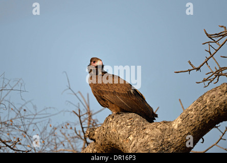 Vautour à tête blanche (Trigonoceps occipital) juvenile perché en arbre, kafue National Park, Zambie Banque D'Images