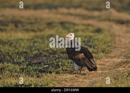 Vautour à tête blanche (Trigonoceps occipital) debout sur le terrain, Kafue National Park, Zambie Banque D'Images