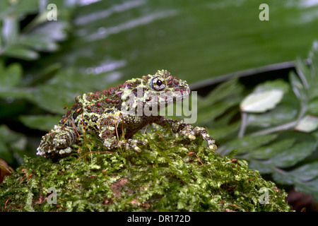 Grenouille moussus vietnamiens (Theloderma corticale) Banque D'Images