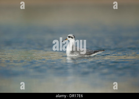 Gray (rouge) (phalarope Phalaropus fulicarius). En plumage d'hiver adultes. Banque D'Images