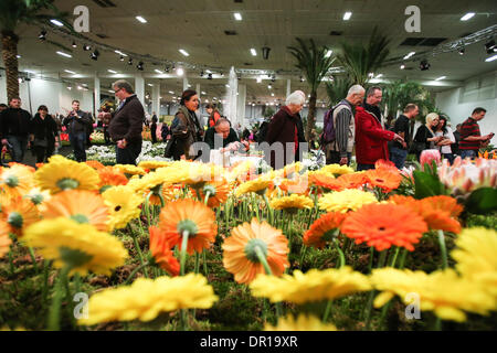 Berlin, Allemagne. 17 Jan, 2014. Les fleurs exposition pendant la 79e Semaine verte internationale de Berlin l'agriculture, à Berlin, capitale de l'Allemagne, le 17 janvier, 2014. Un total de 1650 exposants venus de 70 pays et régions participent à la 79e Semaine verte internationale Berlin foire agricole, qui devrait attirer plus de 400 000 visiteurs. Credit : Zhang Fan/Xinhua/Alamy Live News Banque D'Images