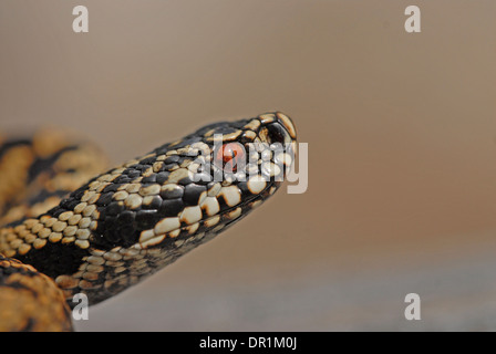 Vipère (Vipera berus). Close up de tête de femme. Banque D'Images