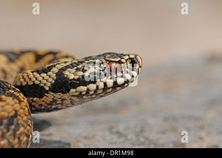 Vipère (Vipera berus). Close up de tête de femme. Banque D'Images