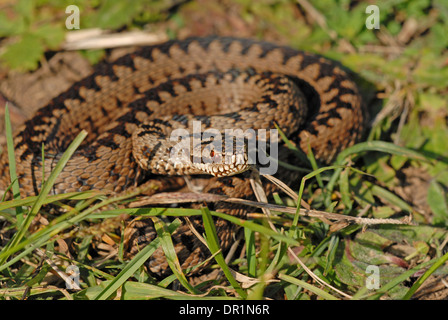 Vipère (Vipera berus). Femme, au soleil. Banque D'Images