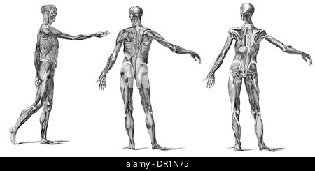 Les muscles du corps humain Banque D'Images