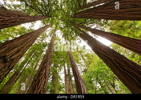 Séquoias, Muir Woods National Monument, California USA Banque D'Images