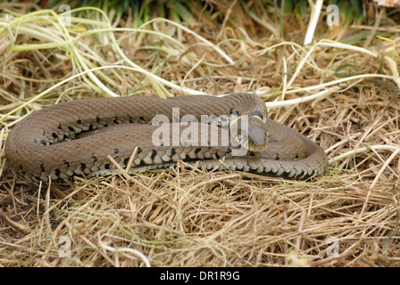 Couleuvre à collier (Natrix natrix) Banque D'Images