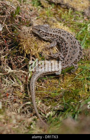 Sand lizard (Lacerta agilis). Gravides (femmes enceintes) femmes au soleil. Banque D'Images