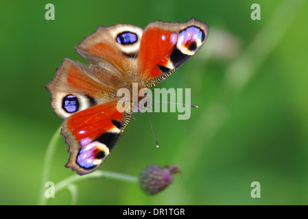 Peacock butterfly meadow background Banque D'Images