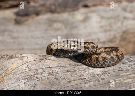 Vipère (Vipera berus). Pèlerin femelle sur log. Banque D'Images