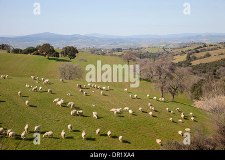 Les moutons, campagne, Scansano, province de Grosseto, Toscane, Italie, Europe Banque D'Images