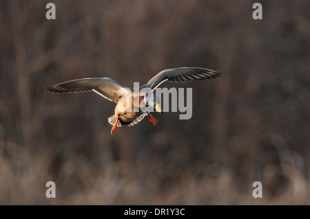 Le Canard colvert (Anas platyrhynchos) Drake en vol, North Texas Banque D'Images