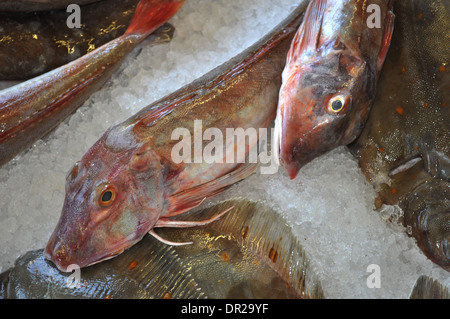 Le grondin rouge sur la glace dans un poissonnier shop Banque D'Images