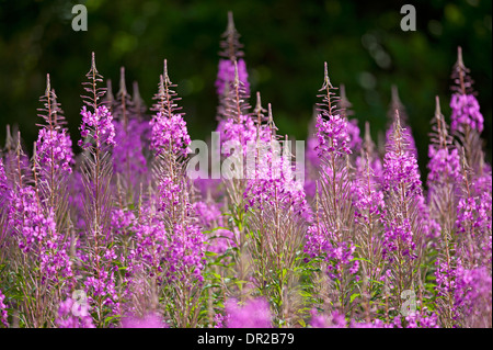 Rose Bay, d'Épilobe Epilobium angustifolium, fleurs sauvages vivaces abondants sur claire et récemment les zones brûlées. 9245 SCO Banque D'Images