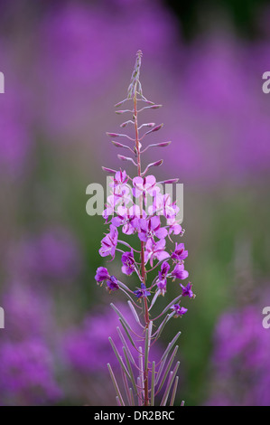 Rose Bay, d'Épilobe Epilobium angustifolium, fleurs sauvages vivaces abondants sur claire et récemment les zones brûlées. 9246 SCO Banque D'Images