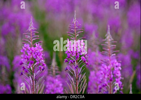 Rose Bay, d'Épilobe Epilobium angustifolium, fleurs sauvages vivaces abondants sur claire et récemment les zones brûlées. 9247 SCO Banque D'Images