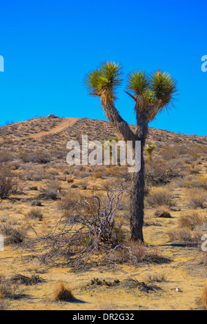 The Joshua tree (Yucca brevifolia) est unique pour le désert de Mojave, en Californie et au Nevada. Banque D'Images