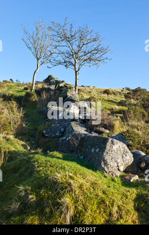 Rowan arbres et mur en pierre sèche en granit, de l'Ouest vallée de Dart, Dartmoor, Devon Banque D'Images