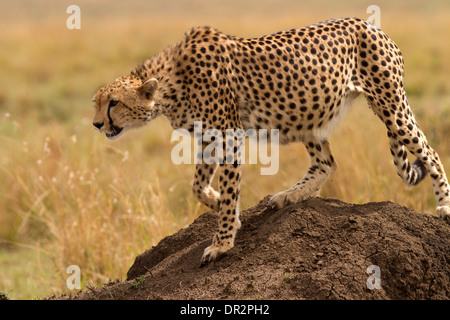 Le guépard, Acinonyx jubatus sur le déplacer à nouveau Banque D'Images